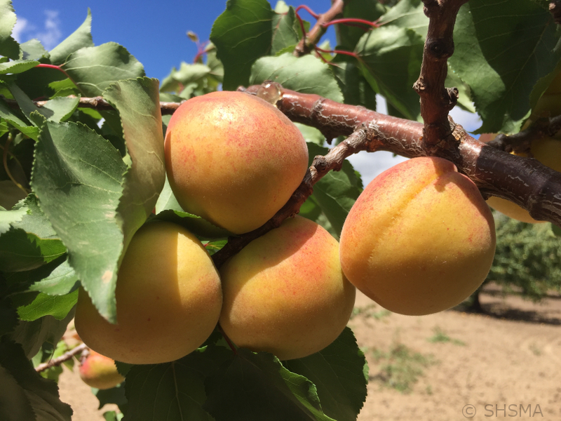 Apricots Close Up, June 11, 2017