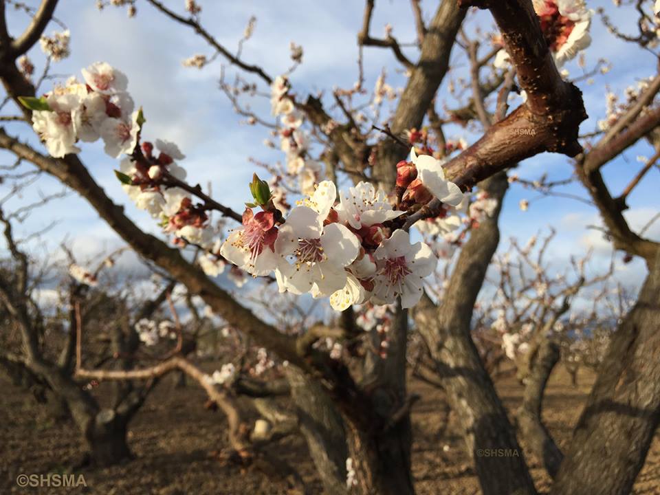 Close up of the apricot flowers, March 8, 2015