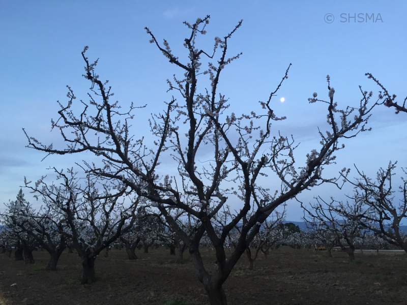 Dawn Moon and White Apricot Blossoms, Feb 26, 2016