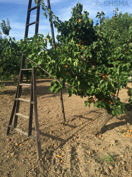 Orchard ladder, June 6, 2016