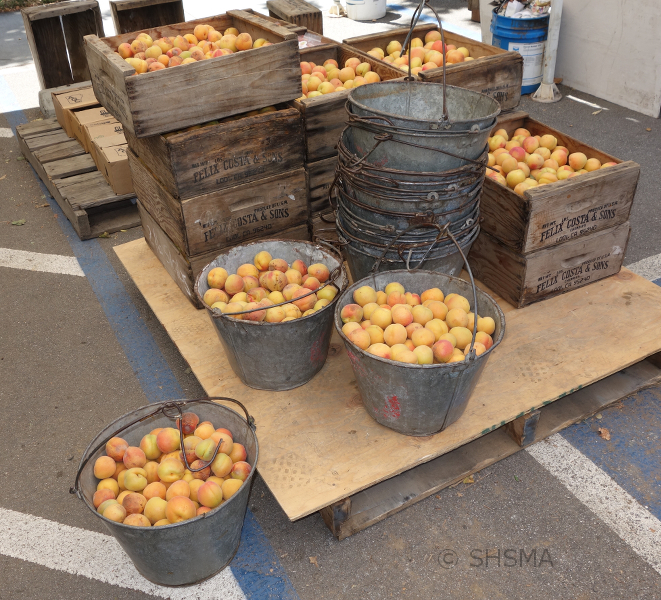 pails of apricots, June 21, 2015