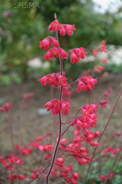 Coral Bells, March 26, 2017