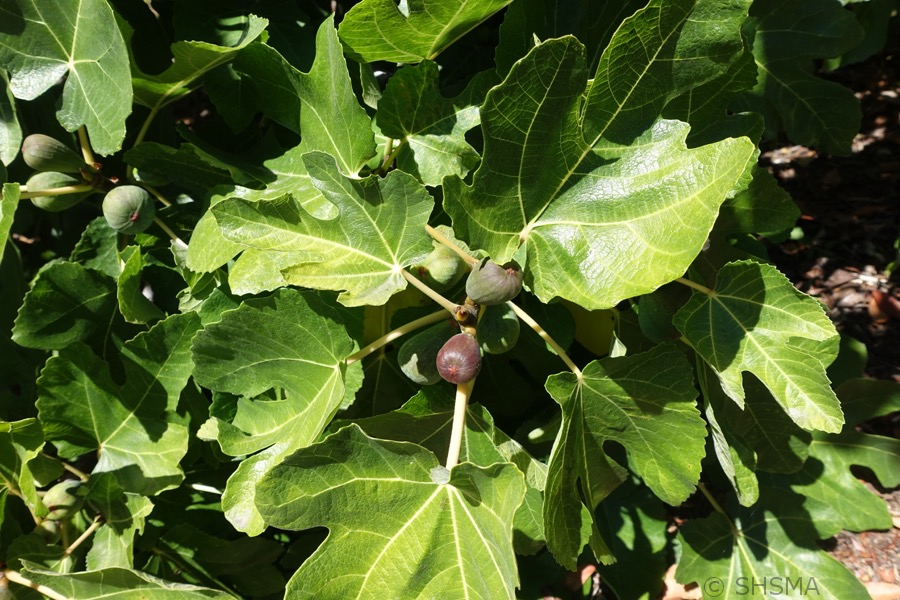 Ripening figs, July 21, 2016