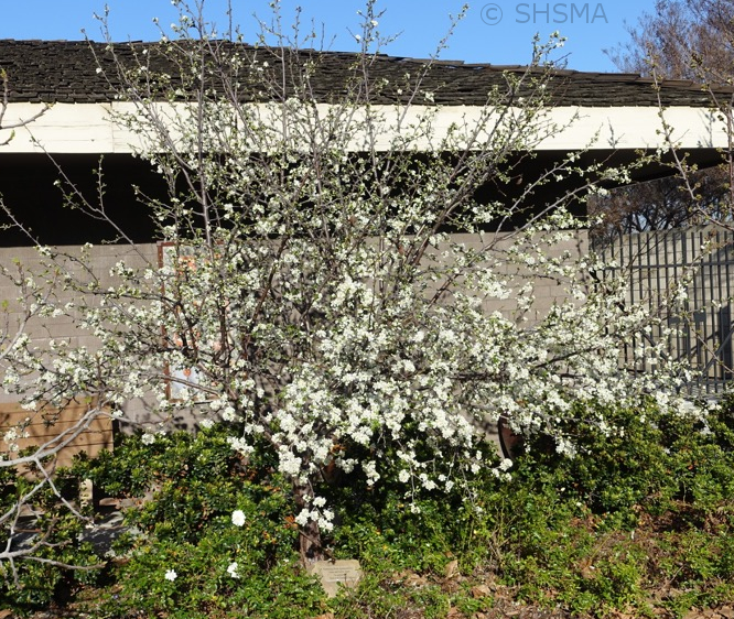 Flowering Plum, March 1, 2016