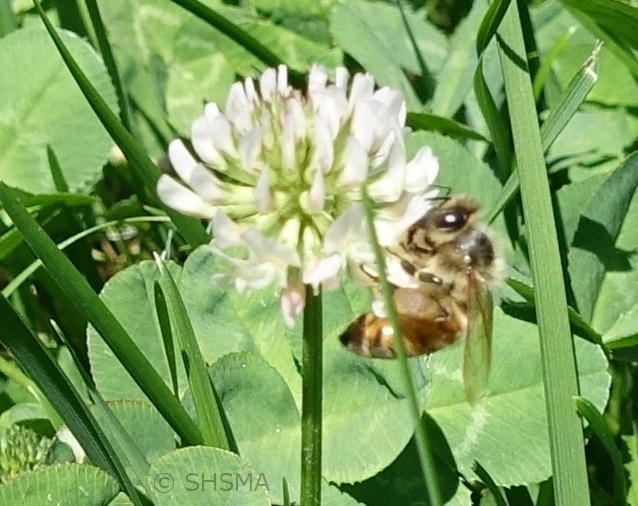 Honeybee on white clover in the lawn in front of the museum, July 21, 2016