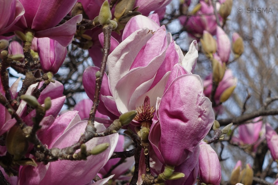 Magnolia flowers, February 4, 2016