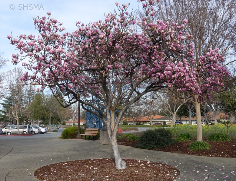 Magnolia tree in bloom, February 4, 2016