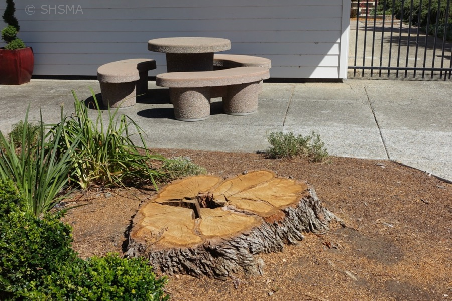 Melaleuca stump, July 18, 2017