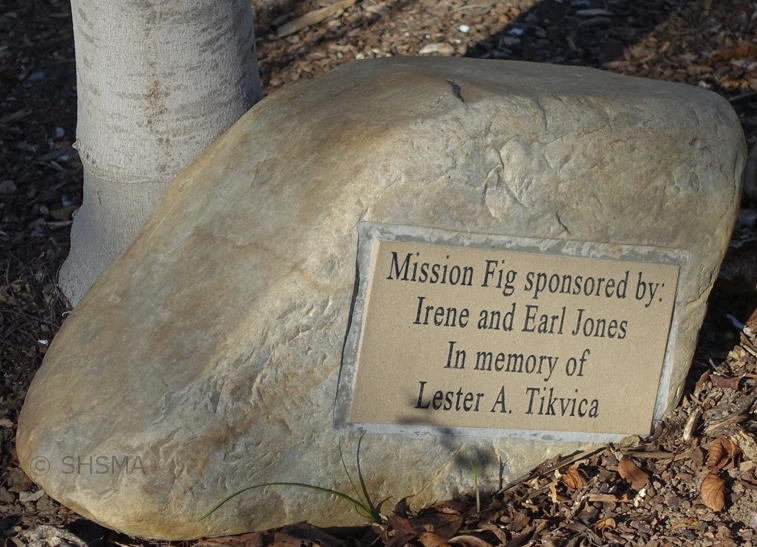 Mission Fig sponsored by Irene and Earl Jones In Memory of Lester A. Tikvica