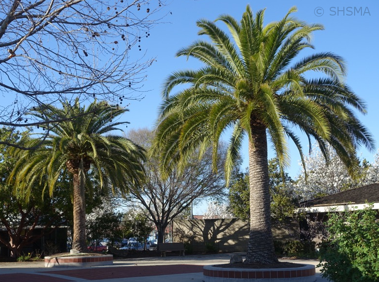 Palms in front of the museum, March 1, 2016