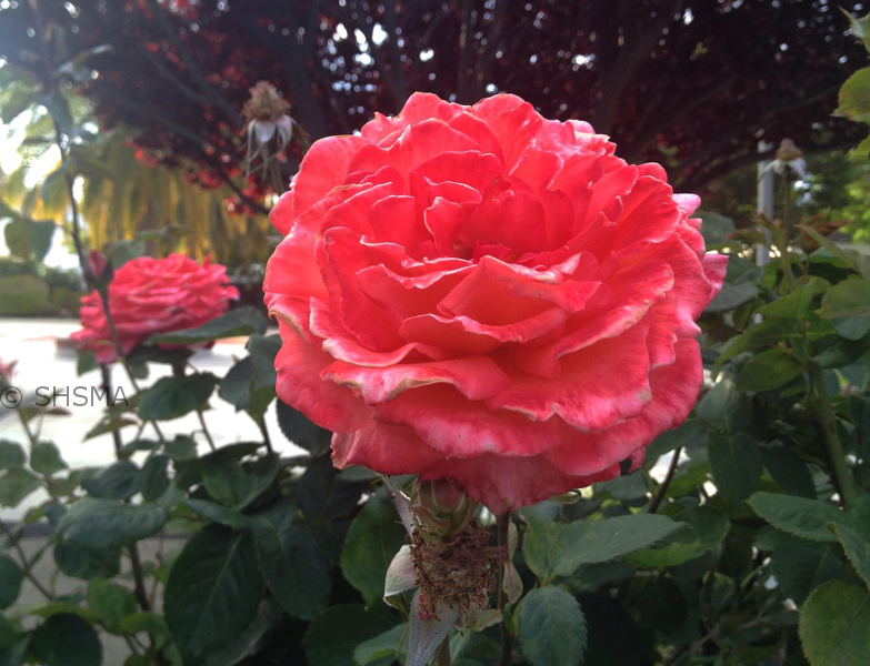 Red Rose, April 20, 2014