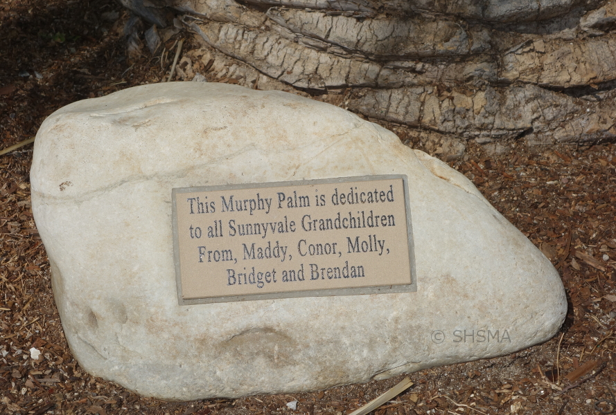 This Murphy Palm is dedicated to all Sunnyvale Grandchildren from Maddy, Conor, Molly, Bridget and Brendan