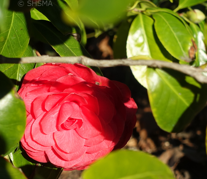 Camellia, February 8, 2018