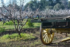 Orchard Heritage Park - Sunnyvale Heritage Park Museum