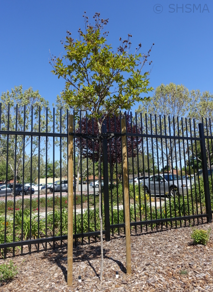 newly planted crepe myrtle - April 23, 2019